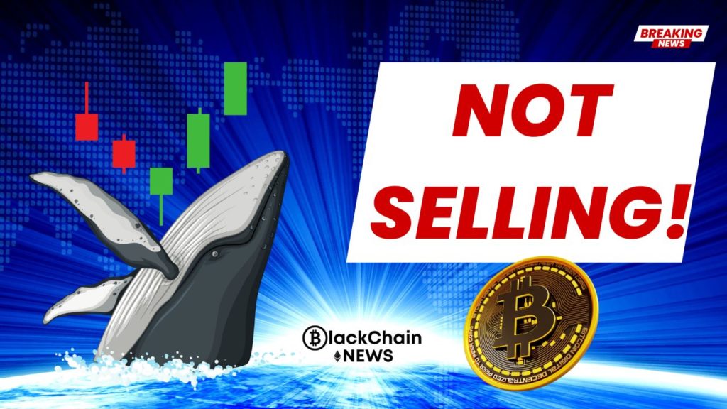 Bitcoin Hits All Time Highs/ Bitcoin Whales Not Selling
